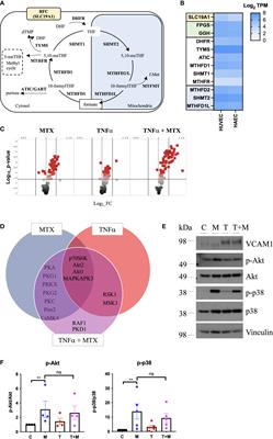 The actions of methotrexate on endothelial cells are dependent on the shear stress-induced regulation of one carbon metabolism